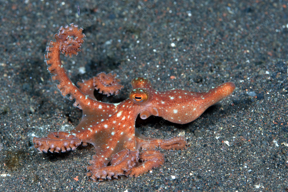 Осьминог в морских глубинах скачать Осьминог в морских глубинах