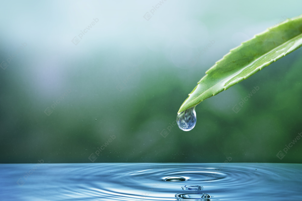 Капля воды с листа в спокойную воду