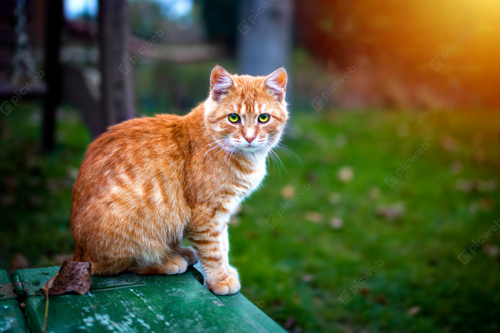 Рыжий кот, уютно устроившийся