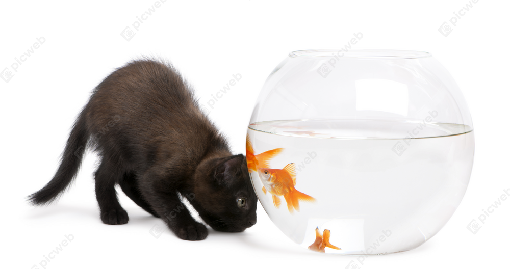 Чёрный котёнок и золотые рыбки