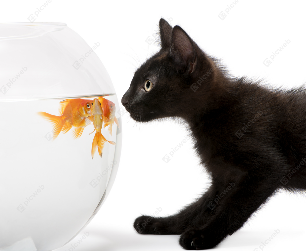 Котёнок и рыбки