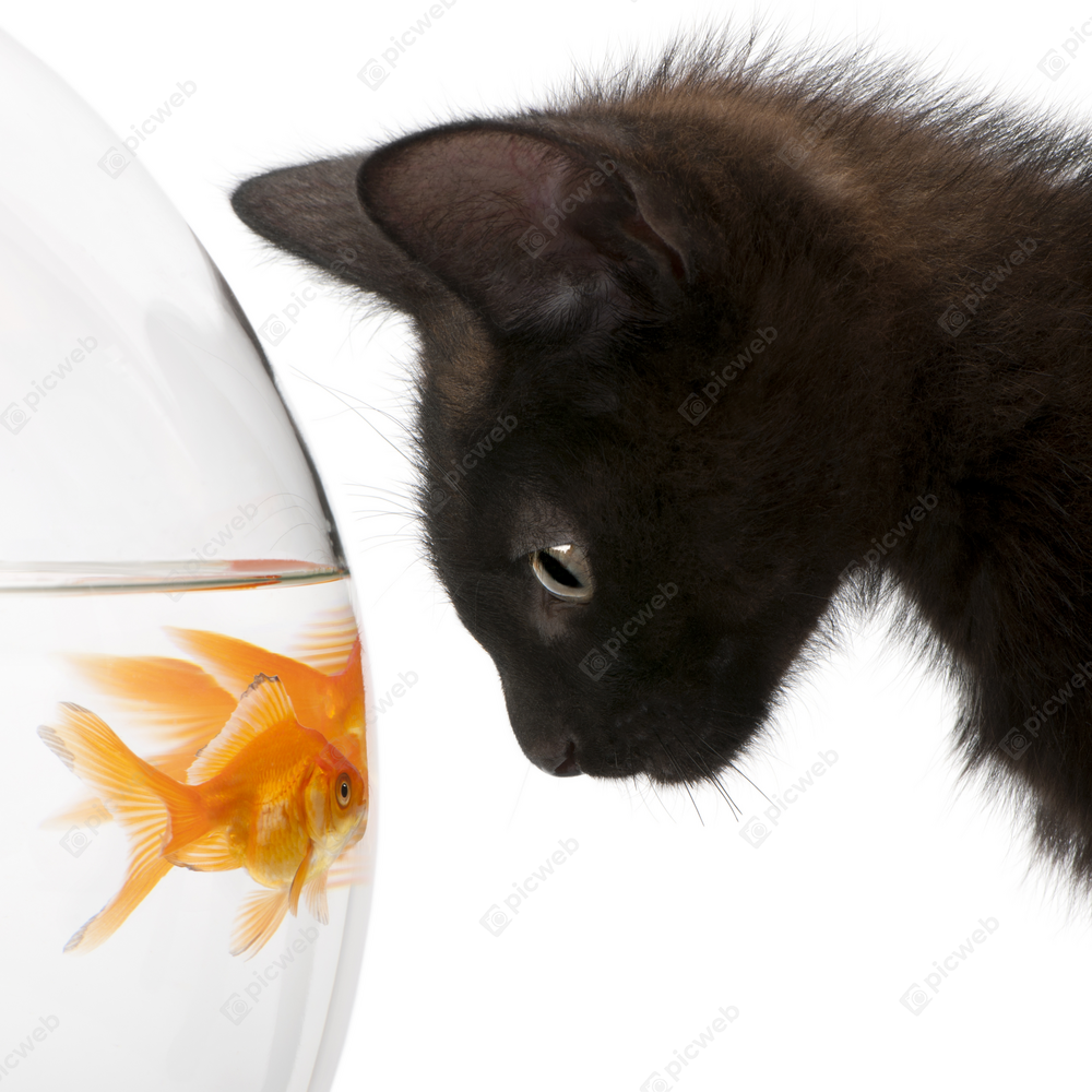 Котёнок и золотая рыбка в аквариуме скачать Котёнок и золотая рыбка в аквариуме