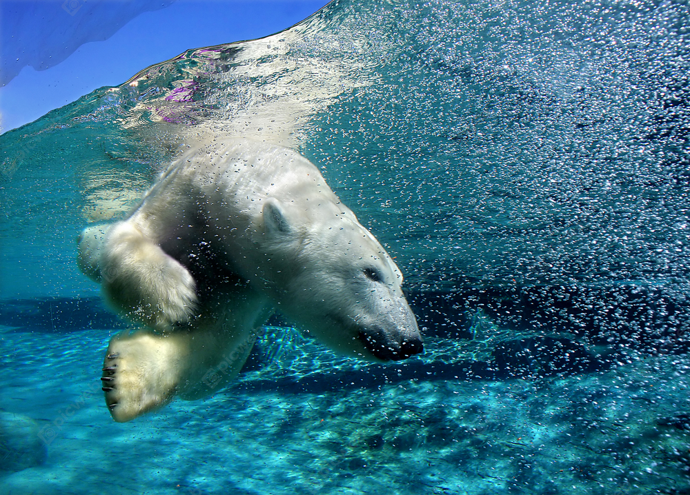 Медведь плавающий в воде