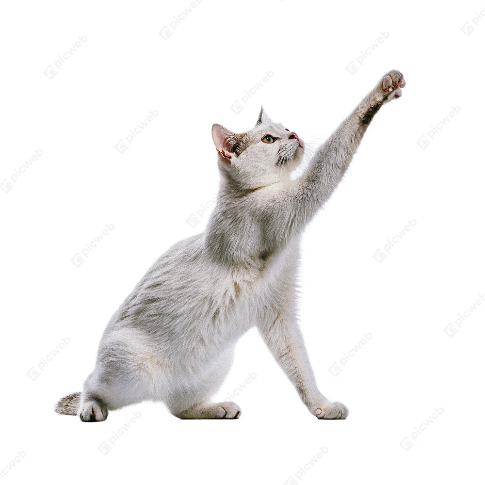 Кот на белом фоне скачать Кот на белом фоне